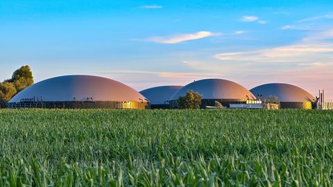 Hinter einem Maispflanzen auf einem Feld sind die Gärbehälter einer Biogasanlage zu sehen. 