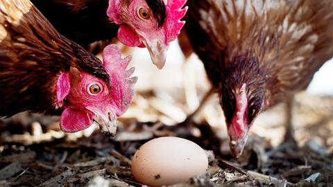 Drei braune Hühner betrachten ein auf dem Boden liegendes Ei.