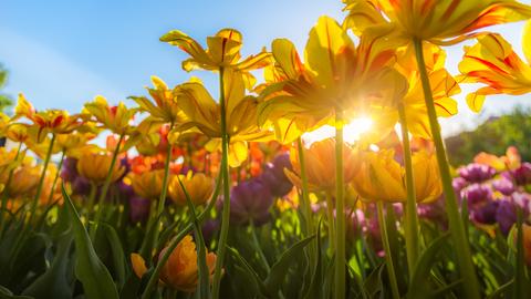 Tulpen