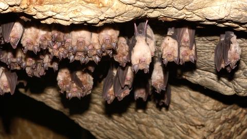 Fledermaus