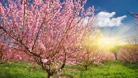 Frühling