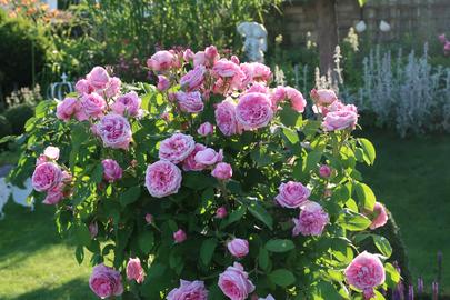 Im Garten von Domingo Vazquez