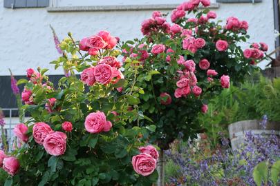 Im Garten von Domingo Vazquez