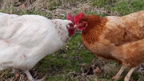 Zwei Hühner halten ihre Schnäbel aneinander.