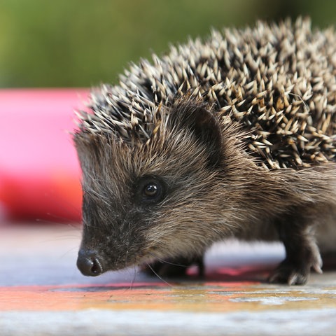 Erste Hilfe Igel