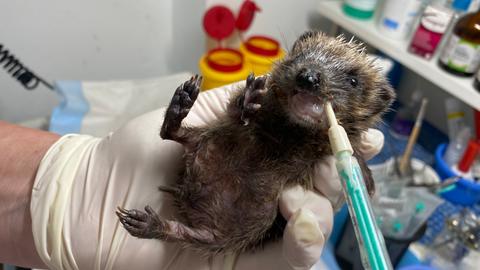 Viele Igel kommen stark unterernährt in die Auffangstation und werden per Spritze gefüttert. 
