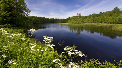 Ein Moor in der Rhön