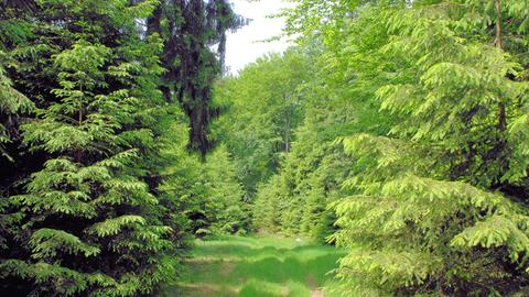 Weg zur Neunkircher Höhe im Odenwald