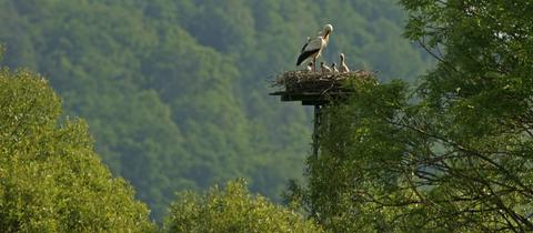 Störche im Solztal bei Bad Hersfeld