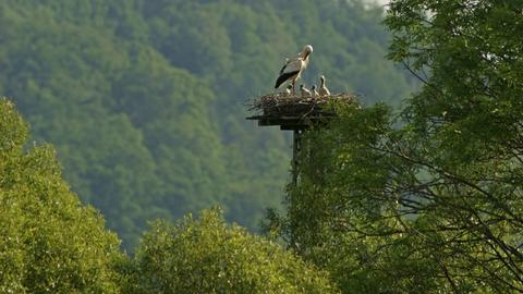 Störche im Solztal bei Bad Hersfeld