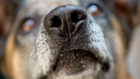 Spürhund Quitta schaut in die Kamera