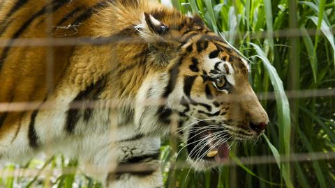 Tiger im Zoo