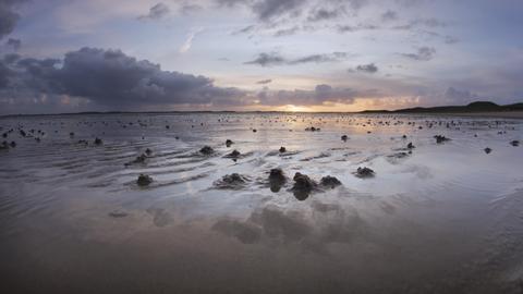 Wattenmeer