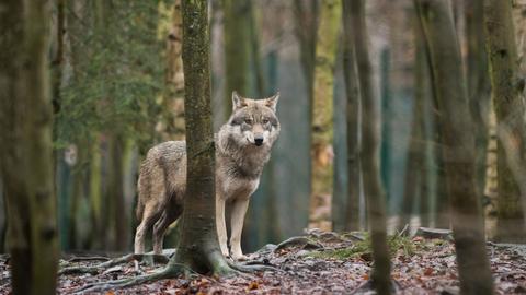 Ein Wolf steht zwischen Bäumen auf Laubboden.