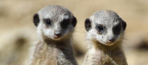 Erdmännchen im Zooo