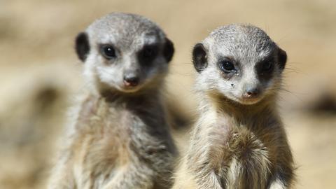Erdmännchen im Zooo